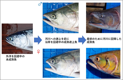 セクション: サケ属魚類の鼻曲がり | サケ属魚類の二次性徴 | LASBOS